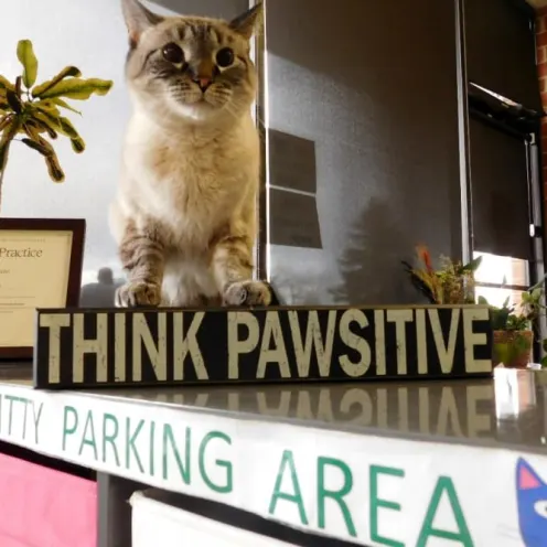 Kitty Parking Area at Care Animal Hospital